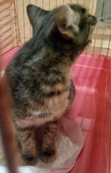 Сос! Кошечку выкинули на улицу в Москве фото 27