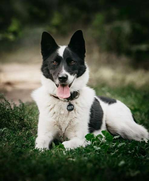 Красивый пёс Рэнди в добрые руки! в Москве фото 23