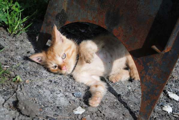 Продам котенка породы мэйн кун в Кемерове фото 4