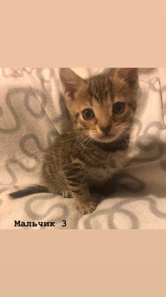 Бенгальские котята в Санкт-Петербурге