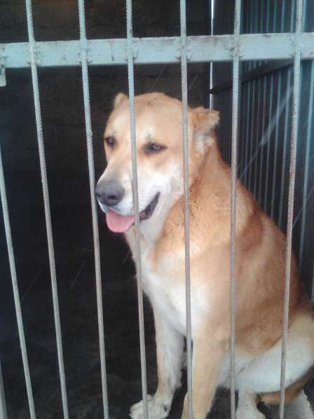 Продается кобель, возраст 1 год, КВ в Курске фото 6