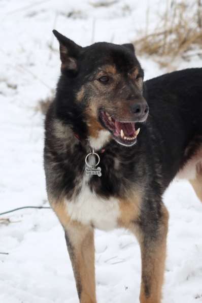 Одноглазый пес Пират! Последний шанс в Москве фото 8