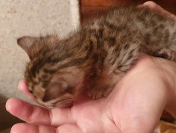 Кошечка бенгальской породы в Тюмени фото 4