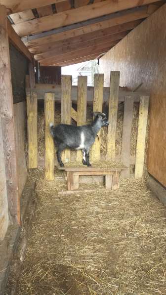 Продам окотную (беременную) козу