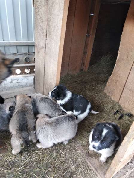 Продам щенков Восточно-Сибирской лайки
