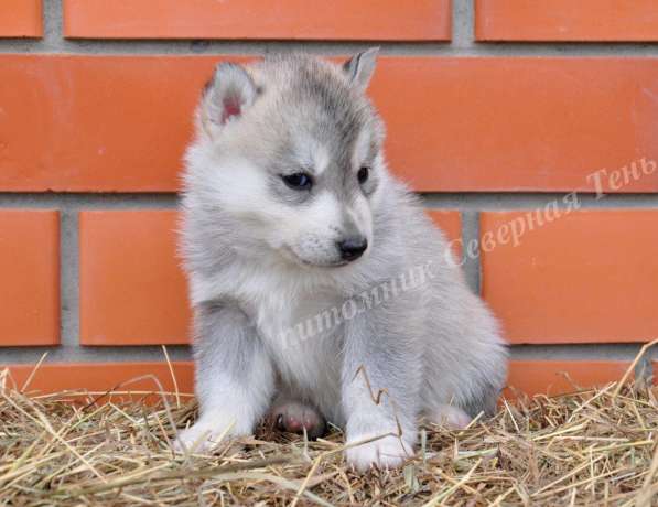 Две высокопородные девочки Хаски от Чемпионов! в Тюмени фото 30