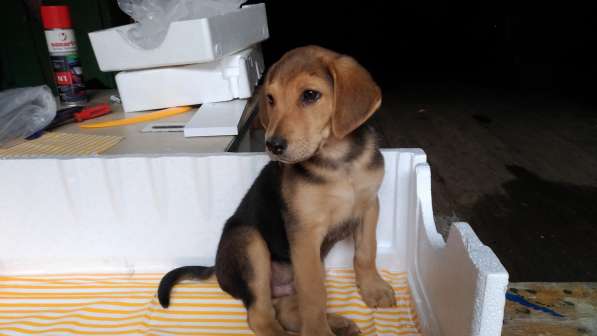 Продается щенок Русской гончей в Екатеринбурге фото 3