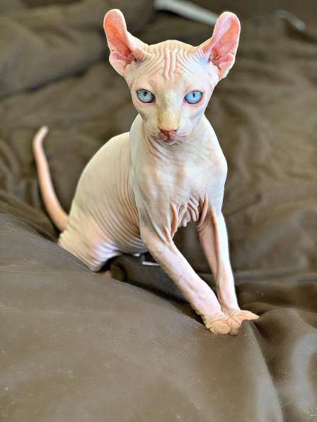 Малыш эльф Male elf cream