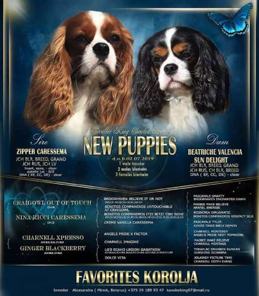 Щенок породы Кавалер кинг Чарльз спаниель в фото 7