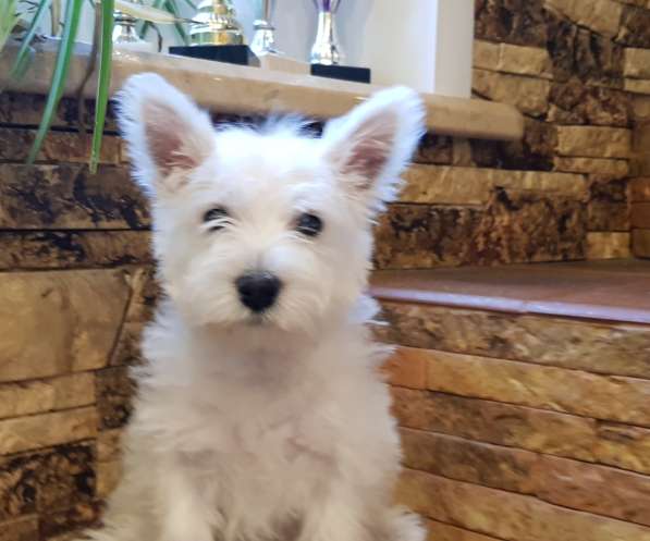Очаровательная девочка Вест Хайленд Вайт Терьер! в Москве фото 6