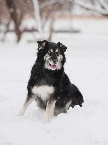 Пушистая весёлая Дакота ищет семью в Москве фото 16