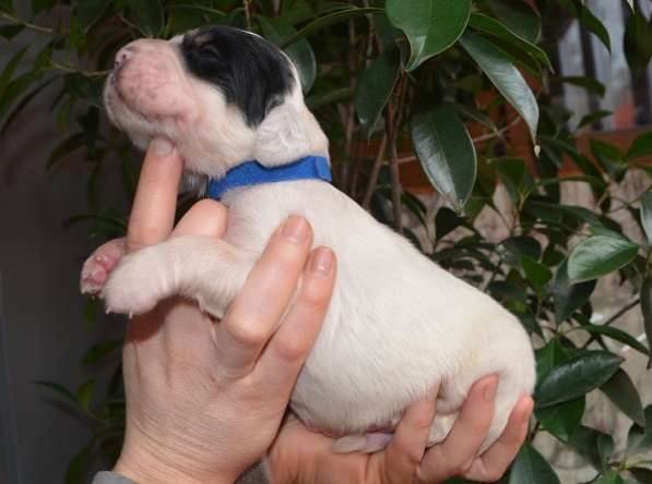 Английский сеттер щенки из элитного питомника в Москве фото 19