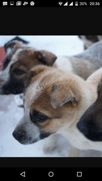 Я щенок и ищу дом! в Воскресенске фото 4