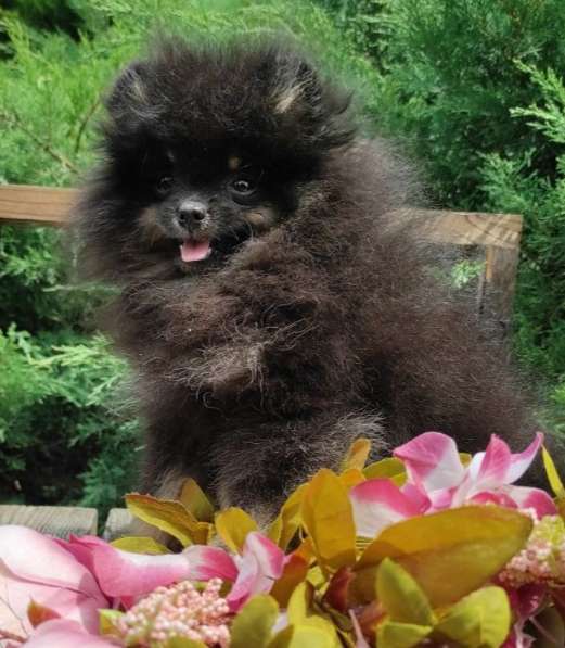 Померанский шпиц. Black tan