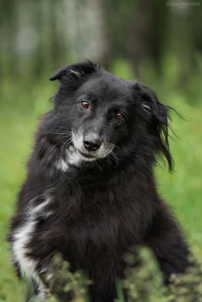 Весёлая, ласковая Чукча ищет семью в Москве фото 58