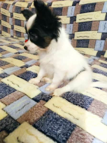 Щенки папийона в Ростове-на-Дону фото 22