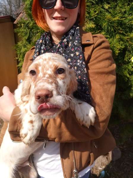 Английский сеттер щенки из элитного питомника в Москве фото 53