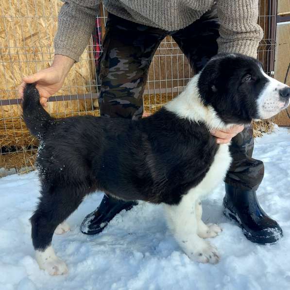 Шикарный парень САО, 3 мес в фото 8