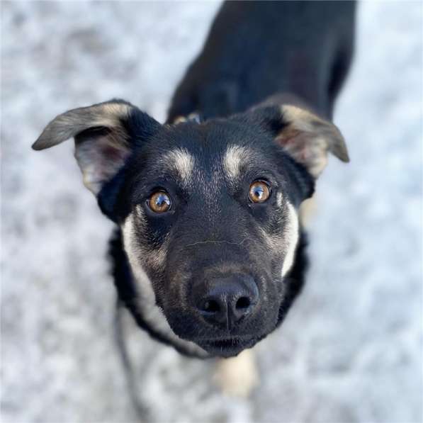 Добрый парень Роберт в добрые руки в Москве фото 14