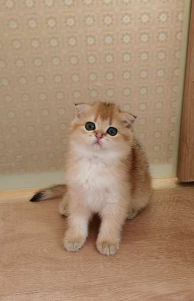 Шотландские котята в Новосибирске фото 12