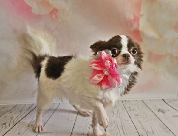 Female chihuahua longhair, of different ages в 
