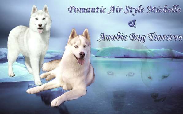 Щенки сибирский хаски в Ростове-на-Дону фото 31