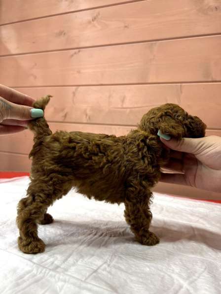 Карликовый Пудель Poodle в фото 15