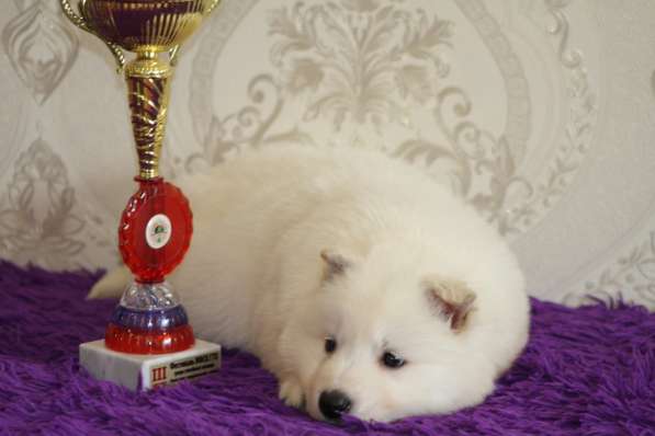 Щенки БШО в Москве фото 50