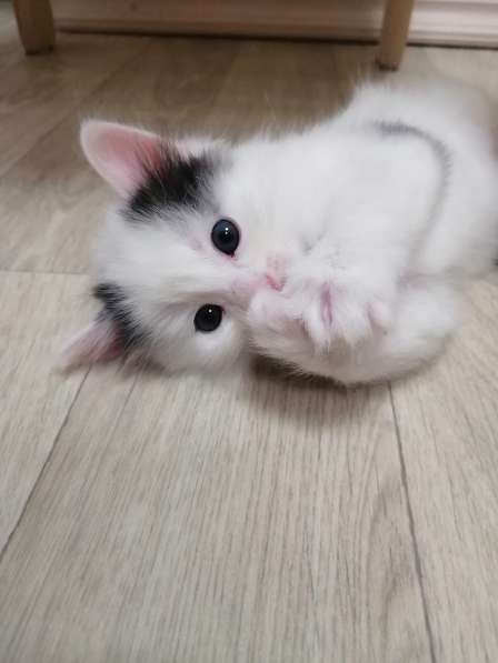 Котенок в Москве фото 5