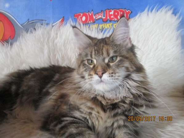 Котята из питомника в Нижнем Тагиле фото 3