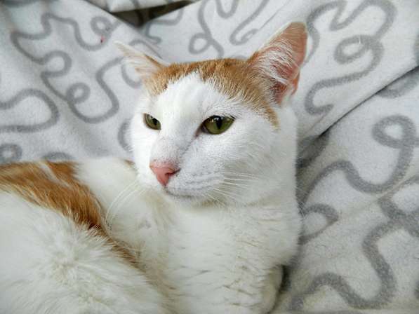Крупный бело-рыжий котик Даня в добрые руки в Москве