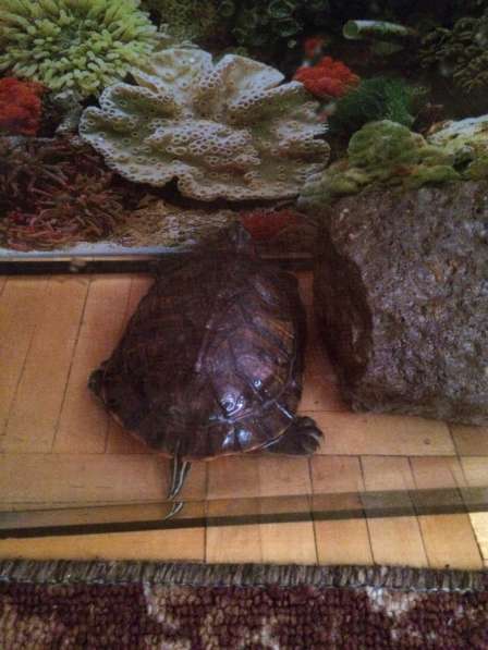Красноухая черепаха в Ижевске