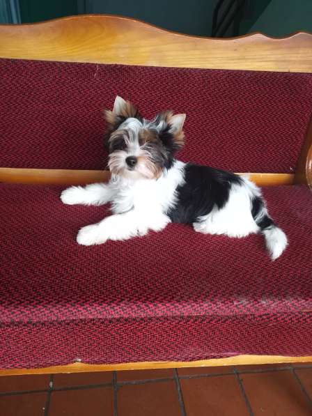 Boys Biewer в Москве