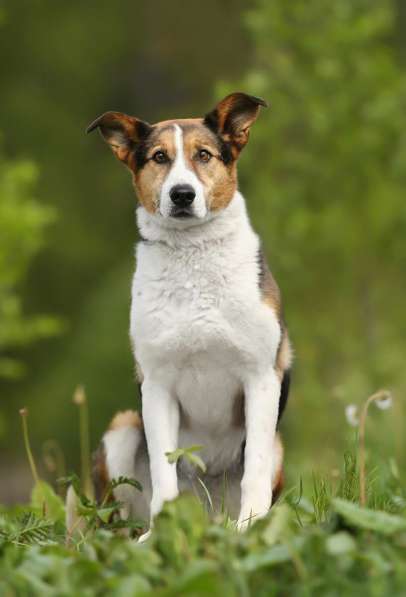 Метис бигля Тохи в дар в Москве фото 4