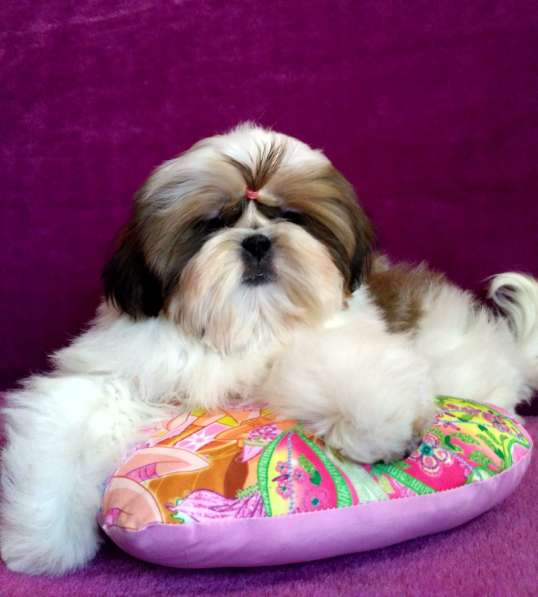 Щенки ши-тцу в Москве фото 13