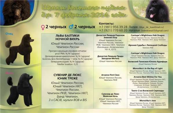 Щенок большого пуделя