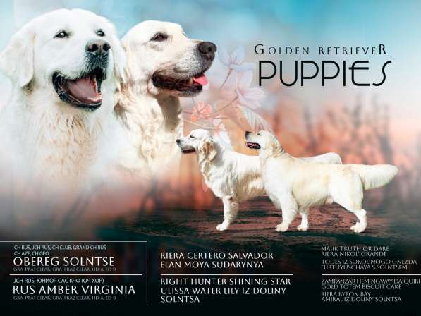 Golden retriever early booking в Краснодаре фото 8
