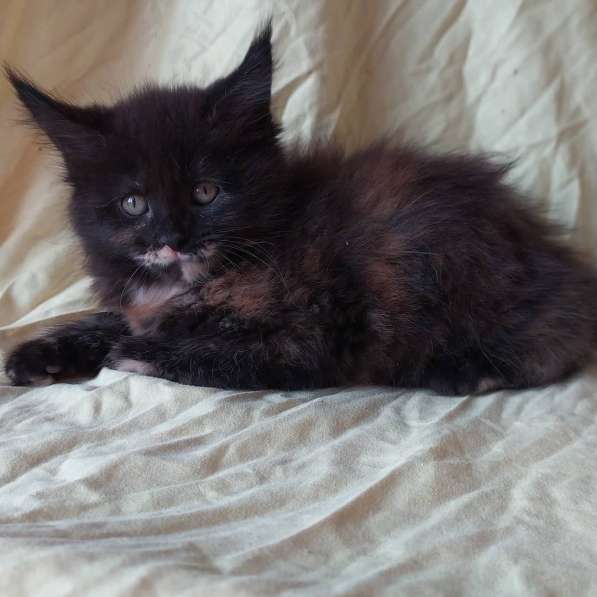 Продажа котят мейн-кун в Омске фото 25