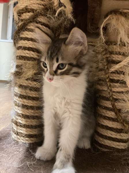 Котёнок девочка в Москве фото 4