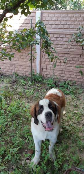 Щенки сенбернара в фото 29