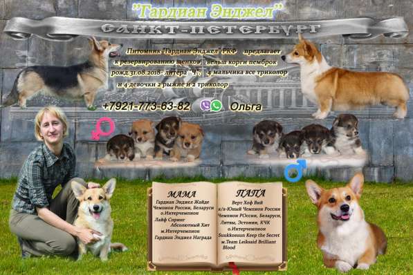 Щенки вельш корги пемброк в Санкт-Петербурге фото 5