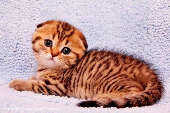 Пятнистый котик и кошечка в Санкт-Петербурге фото 10