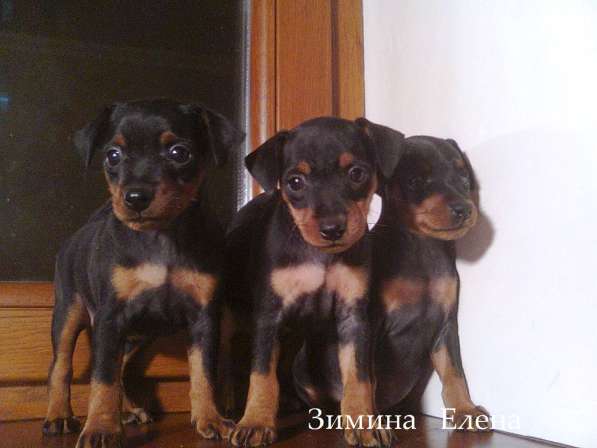 Щенки цвергпинчера черно-подпалого окраса в Москве