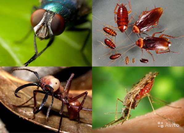 Уничтожение клещей, комаров и прочих насекомых