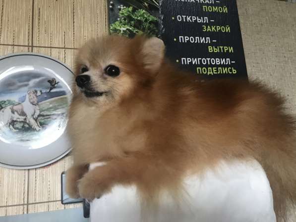 Помераночка 5 лет в Москве фото 9