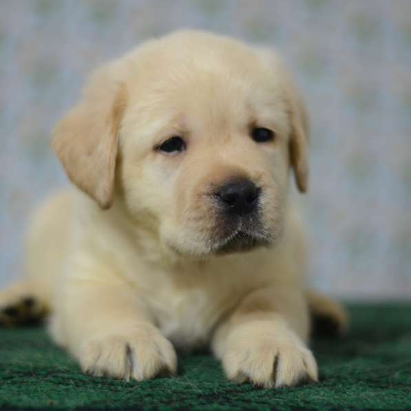 Щенки лабрадора ретривера в фото 19