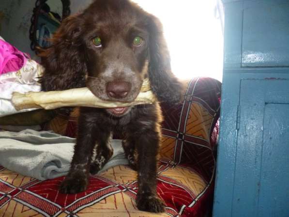 Продам породистую собак недорого в Нижнем Новгороде фото 3