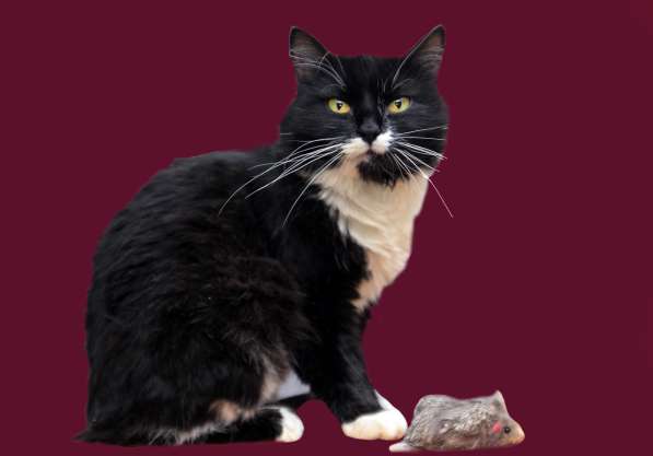 Шикарная маркиза в Санкт-Петербурге фото 7