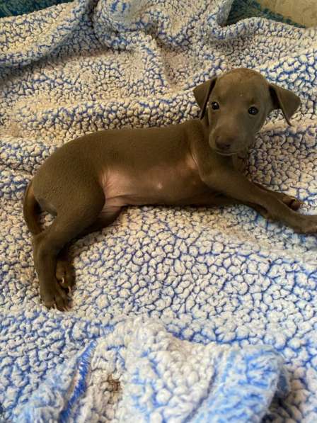 Italian greyhounds blue girl 1 months $4500 AKC Registration в фото 3