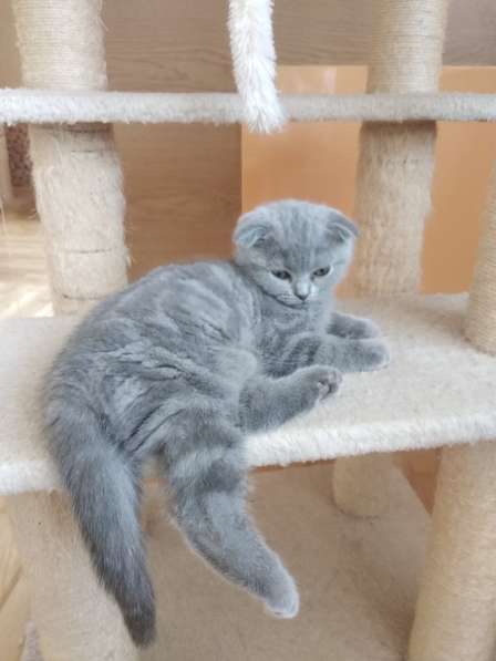 Продажа шотландцев в фото 7